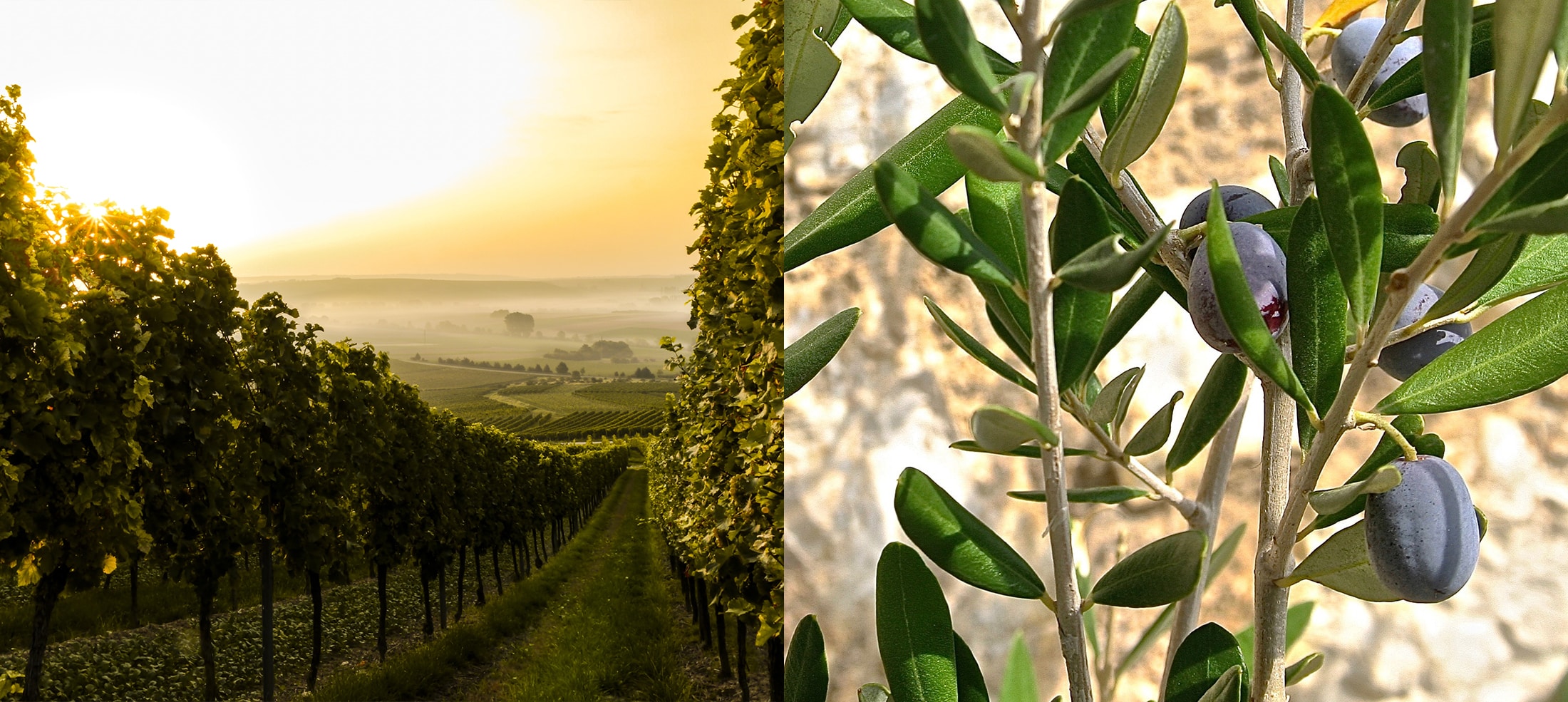 Wine_olivoil_topheader_2220x985